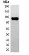 CBP-Tag antibody, orb323038, Biorbyt, Western Blot image 