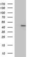 Homeobox protein Hox-A3 antibody, TA590383, Origene, Western Blot image 