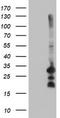Receptor expression-enhancing protein 2 antibody, TA504322, Origene, Western Blot image 