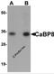 Calneuron 1 antibody, 5861, ProSci Inc, Western Blot image 