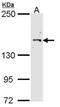 Cullin 7 antibody, orb73989, Biorbyt, Western Blot image 