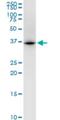 Use1 antibody, H00065264-M01, Novus Biologicals, Western Blot image 