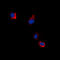EPHB1 antibody, LS-C354237, Lifespan Biosciences, Immunofluorescence image 