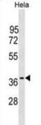 OCIA Domain Containing 1 antibody, abx030245, Abbexa, Western Blot image 