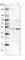 Bleomycin Hydrolase antibody, HPA039548, Atlas Antibodies, Western Blot image 