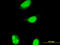 ALX Homeobox 1 antibody, LS-C198528, Lifespan Biosciences, Immunofluorescence image 