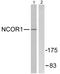 NCOR1 antibody, LS-C118605, Lifespan Biosciences, Western Blot image 