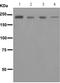 Cd205 antibody, TA310261, Origene, Western Blot image 