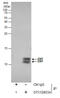 ENY2 Transcription And Export Complex 2 Subunit antibody, GTX128034, GeneTex, Immunoprecipitation image 