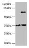 Zinc Finger Protein 75a antibody, LS-C394537, Lifespan Biosciences, Western Blot image 