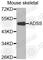 Adenylosuccinate synthetase isozyme 2 antibody, A3720, ABclonal Technology, Western Blot image 