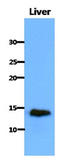 CDGSH Iron Sulfur Domain 1 antibody, LS-B9661, Lifespan Biosciences, Western Blot image 