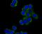 mDIA1 antibody, A02308-1, Boster Biological Technology, Immunocytochemistry image 