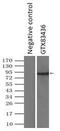 Ubiquitin carboxyl-terminal hydrolase 13 antibody, GTX83436, GeneTex, Immunoprecipitation image 
