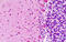 Abl Interactor 1 antibody, MBS248819, MyBioSource, Immunohistochemistry frozen image 
