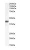 F-box only protein 32 antibody, NBP1-36955, Novus Biologicals, Western Blot image 