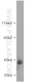 Sad1 And UNC84 Domain Containing 5 antibody, 17495-1-AP, Proteintech Group, Western Blot image 