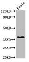 Growth Hormone Inducible Transmembrane Protein antibody, CSB-PA872487LA01HU, Cusabio, Western Blot image 
