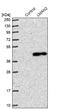 Vesicular integral-membrane protein VIP36 antibody, NBP1-86768, Novus Biologicals, Western Blot image 