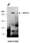 AT-Rich Interaction Domain 1A antibody, orb131894, Biorbyt, Western Blot image 
