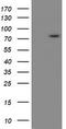 Ski-like protein antibody, TA800165, Origene, Western Blot image 