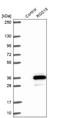 Regulator Of G Protein Signaling 18 antibody, NBP1-92329, Novus Biologicals, Western Blot image 