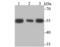 Polypyrimidine Tract Binding Protein 1 antibody, NBP2-75636, Novus Biologicals, Western Blot image 