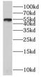 Plexin domain-containing protein 2 antibody, FNab06565, FineTest, Western Blot image 