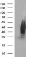 LYPD3 antibody, TA590533, Origene, Western Blot image 