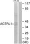 B78 antibody, TA312186, Origene, Western Blot image 