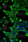 Neuronal Calcium Sensor 1 antibody, A6455, ABclonal Technology, Immunofluorescence image 