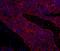hPrt1 antibody, IHC-00659, Bethyl Labs, Immunofluorescence image 