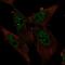 Zinc Finger And BTB Domain Containing 4 antibody, PA5-64181, Invitrogen Antibodies, Immunofluorescence image 