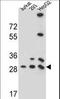 Phosphoglycerate Mutase Family Member 4 antibody, LS-C163545, Lifespan Biosciences, Western Blot image 