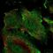 Endothelial cell-specific chemotaxis regulator antibody, NBP2-68807, Novus Biologicals, Immunofluorescence image 