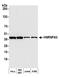 Heterogeneous nuclear ribonucleoprotein A3 antibody, A305-815A-M, Bethyl Labs, Western Blot image 