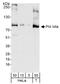 DNA Polymerase Iota antibody, A301-304A, Bethyl Labs, Western Blot image 