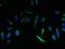 Epithelial Membrane Protein 3 antibody, GTX35254, GeneTex, Immunofluorescence image 