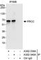 Proline Rich Mitotic Checkpoint Control Factor antibody, A302-339A, Bethyl Labs, Immunoprecipitation image 