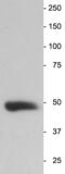 Enolase 2 antibody, GTX85462, GeneTex, Western Blot image 