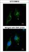 GC-A antibody, GTX109810, GeneTex, Immunofluorescence image 