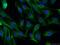 Dynactin Subunit 1 antibody, 55182-1-AP, Proteintech Group, Immunofluorescence image 