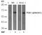 3-Phosphoinositide Dependent Protein Kinase 1 antibody, 79-103, ProSci, Western Blot image 