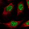 Zinc finger protein 217 antibody, HPA051857, Atlas Antibodies, Immunofluorescence image 