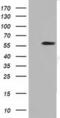 Cytoplasmic dynein 1 light intermediate chain 1 antibody, MA5-25195, Invitrogen Antibodies, Western Blot image 