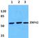 Myeloid zinc finger 1 antibody, A04865-2, Boster Biological Technology, Western Blot image 