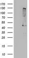 p53 antibody, TA804804, Origene, Western Blot image 