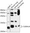 S100 Calcium Binding Protein A14 antibody, 13-624, ProSci, Western Blot image 