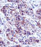 LALBA antibody, 58-026, ProSci, Immunohistochemistry frozen image 
