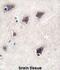 Cytochrome P450 Family 2 Subfamily R Member 1 antibody, abx033747, Abbexa, Western Blot image 